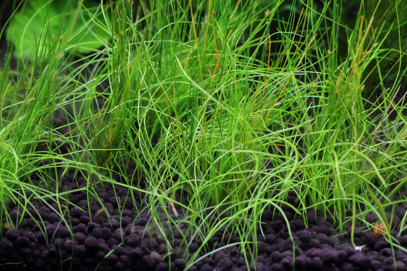 植栽から23日目　ヘアーグラスショート